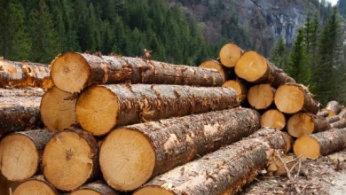 logging-595x335